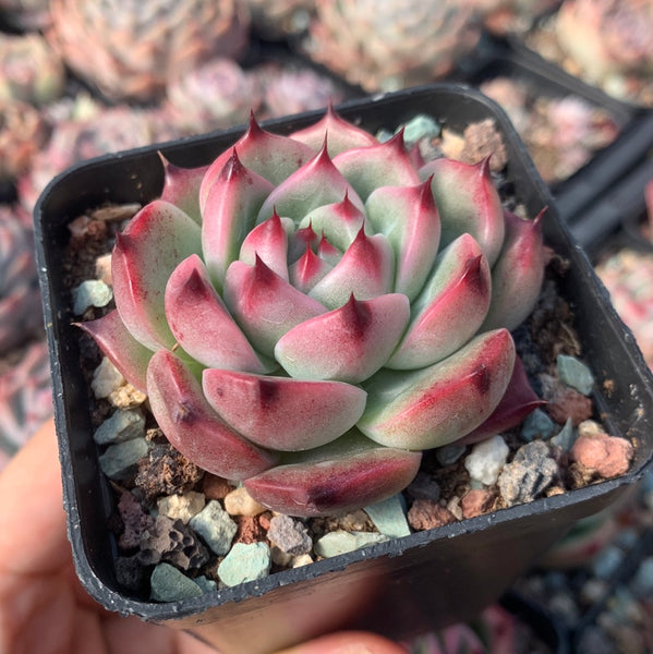 Echeveria Princess Jasmine 茉莉公主 Succulents Delight New Hybrid