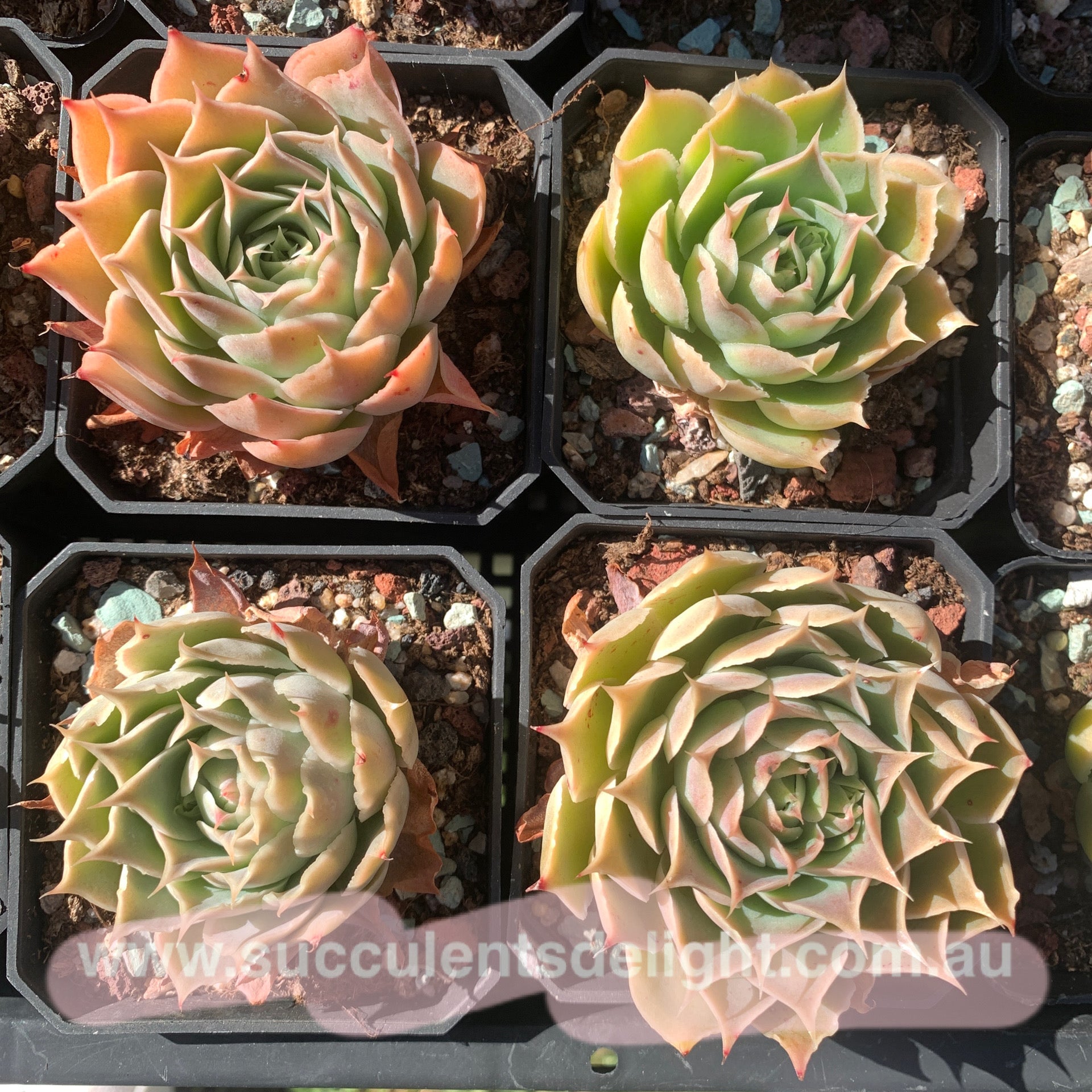 Echeveria Coral Velvet 珊瑚绒