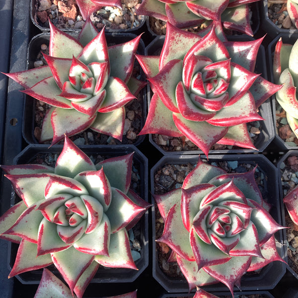 Echeveria Agavoides Ebony (seed grown) 实生乌木