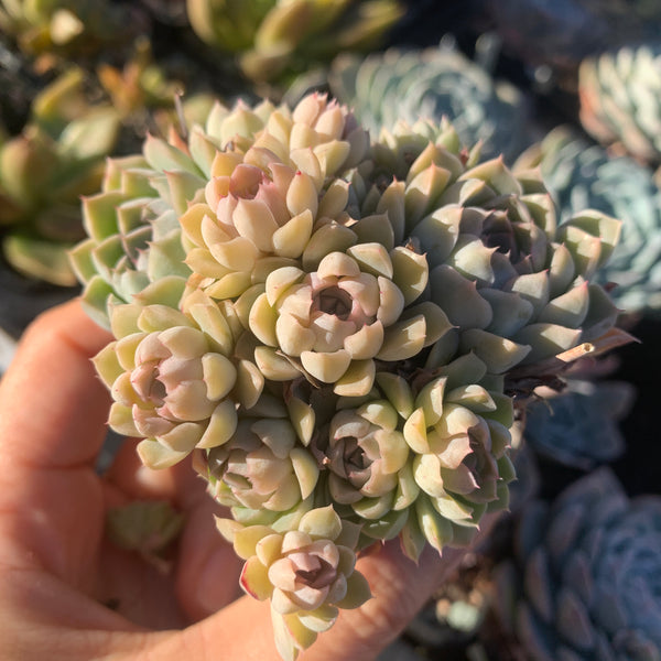 Echeveria halbingeri Mexican Minima 墨西哥姬莲