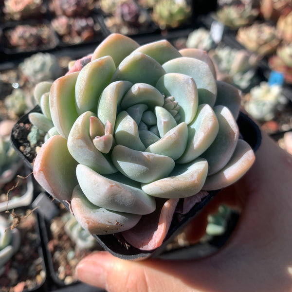 Echeveria Ice Dew 冰露