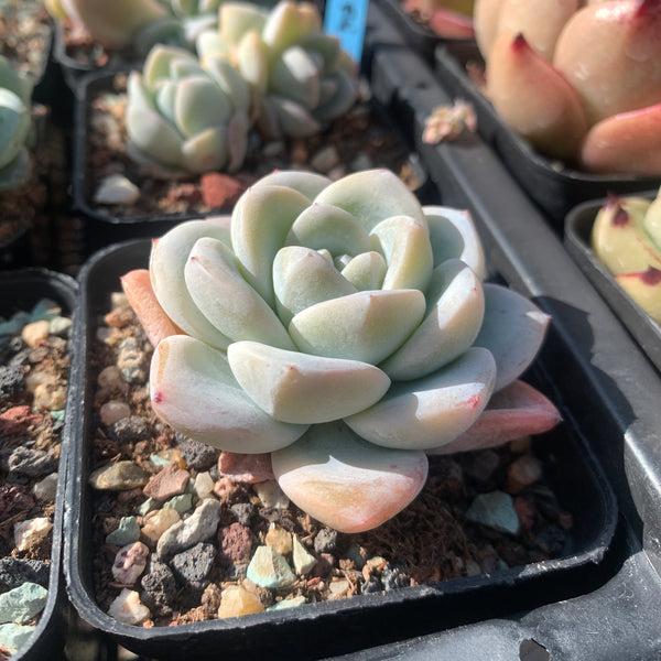 Echeveria Ice Dew 冰露