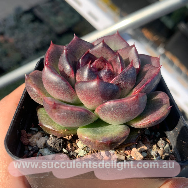 Echeveria Fantasy Jade 梦幻翡翠 Succulent Delight New Hybrid