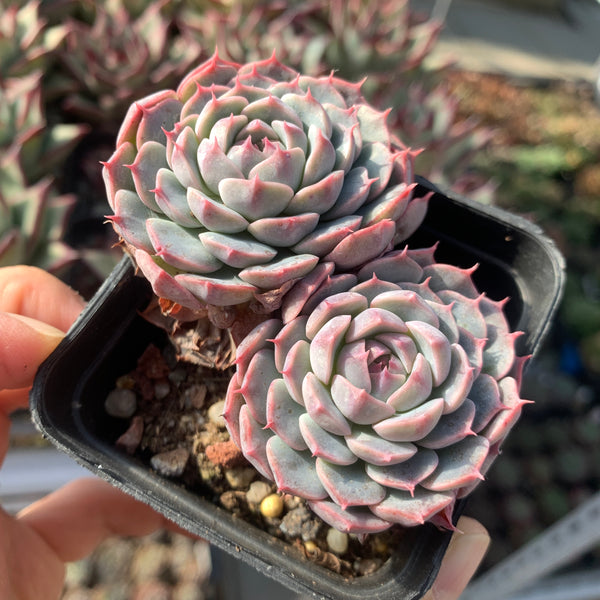 Special! Echeveria Alba Mini hybrid 2 heads 阿尔巴美妮杂双头