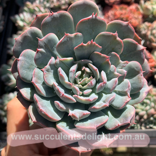 Echeveria Tuxpan Pinwheel X Alba Mini Mutation 纸风车美妮变异