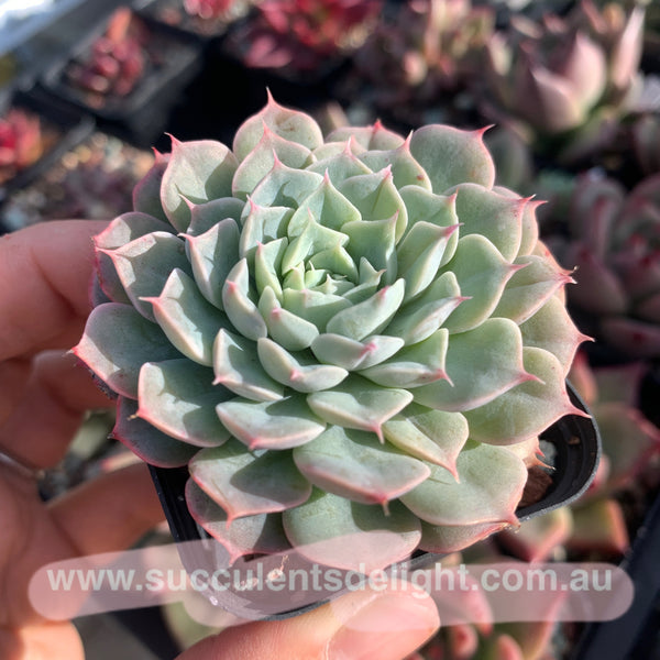 Echeveria Alba Mini hybrid eyelash  长睫毛阿尔巴美妮杂