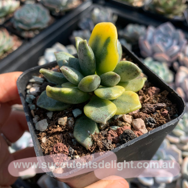 Adromischus hemisphaericus variegata 松虫水泡锦