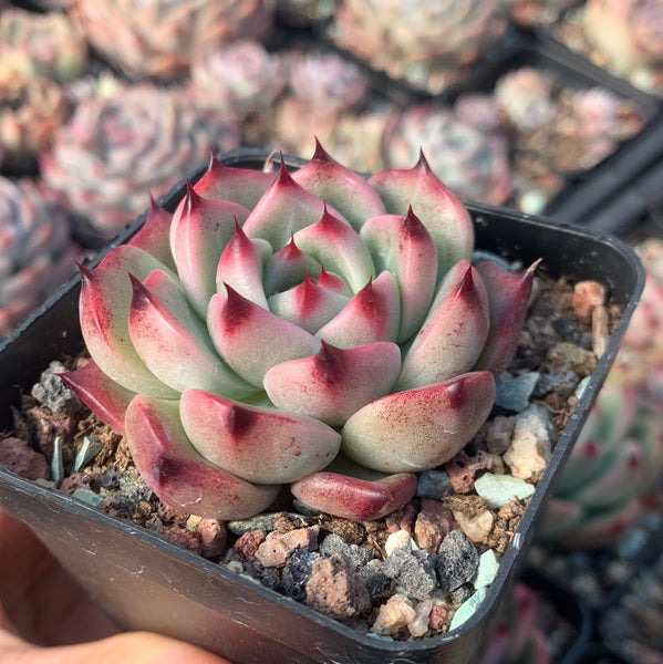Echeveria Princess Jasmine 茉莉公主 Succulents Delight New Hybrid