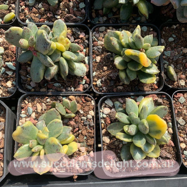 Adromischus hemisphaericus variegata 松虫水泡锦