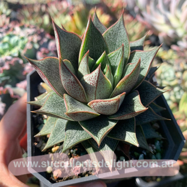 Echeveria purpusorum white form 白和锦