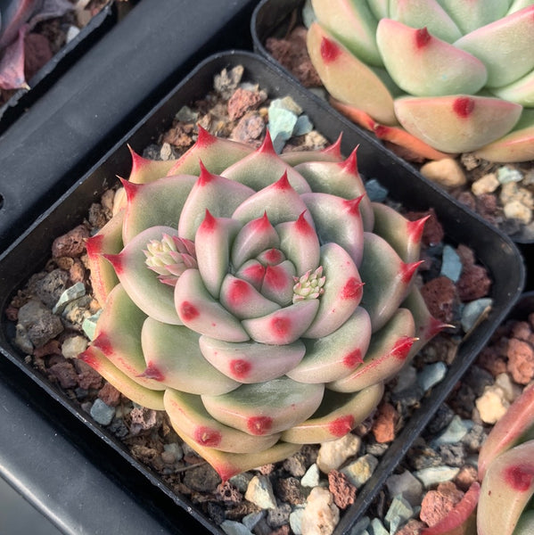Echeveria Princess Jasmine 茉莉公主 Succulents Delight New Hybrid