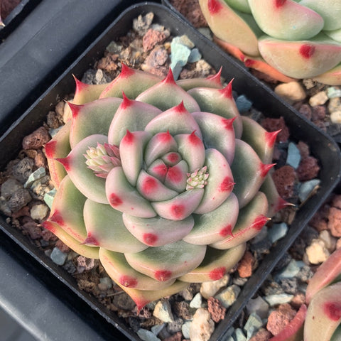 Echeveria Princess Jasmine 茉莉公主 Succulents Delight New Hybrid