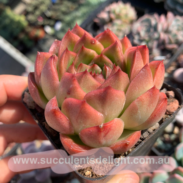 Echeveria Alba Jelly 阿尔巴果冻
