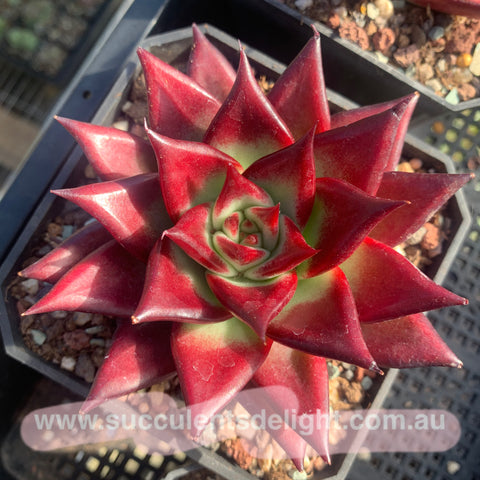 Echeveria Red Knight / Red Ebony (seed grown) 实生红骑士/红檀乌木