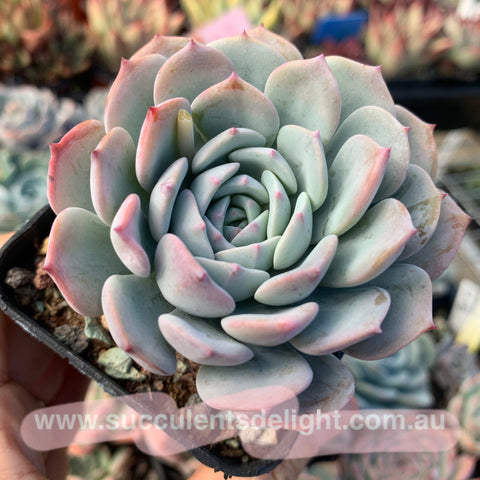 Echeveria Snow Pinwheel 雪风车