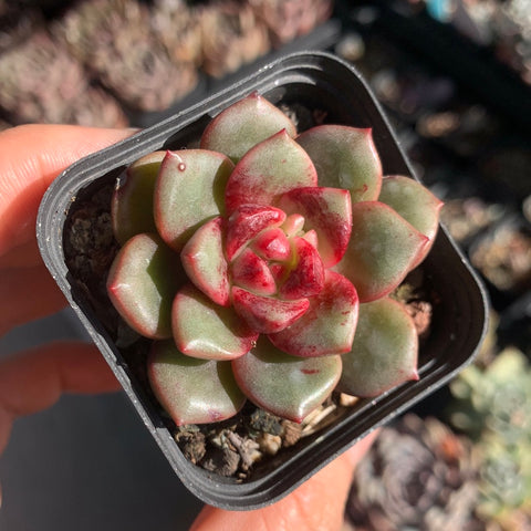 Echeveria Lollipop 棒棒糖（糖心）Succulents Delight New Hybrid