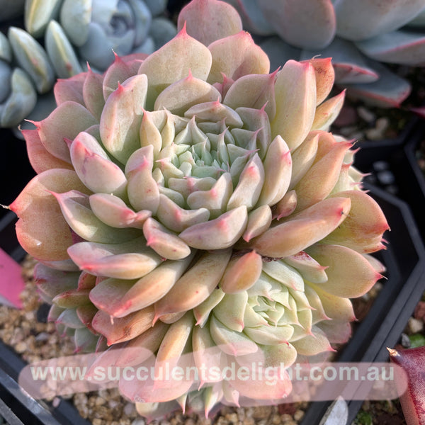 Echeveria Alba Mini hybrid eyelash  长睫毛阿尔巴美妮杂