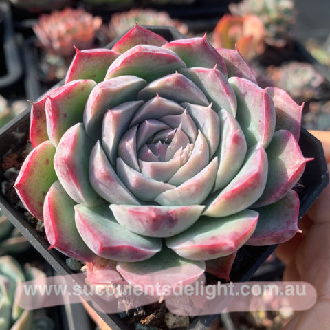 Echeveria Purple Queen 紫女王