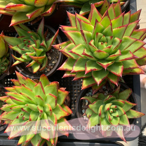 Echeveria Agavoides Lipsticks 口红