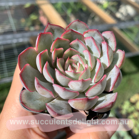 Echeveria Hercules 武仙座
