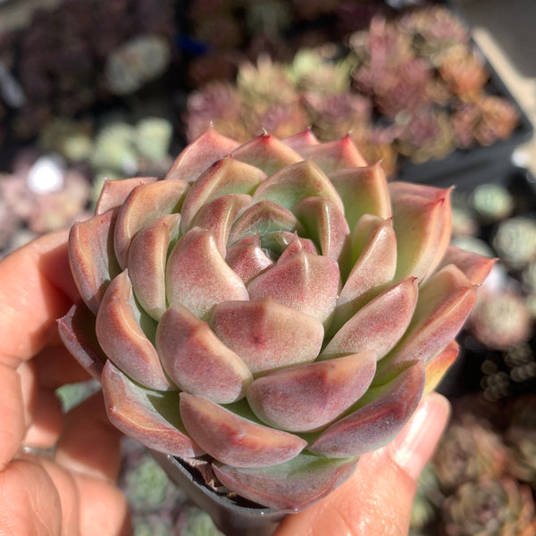 Echeveria Jupiter 木星 Succulents Delight New Hybrid