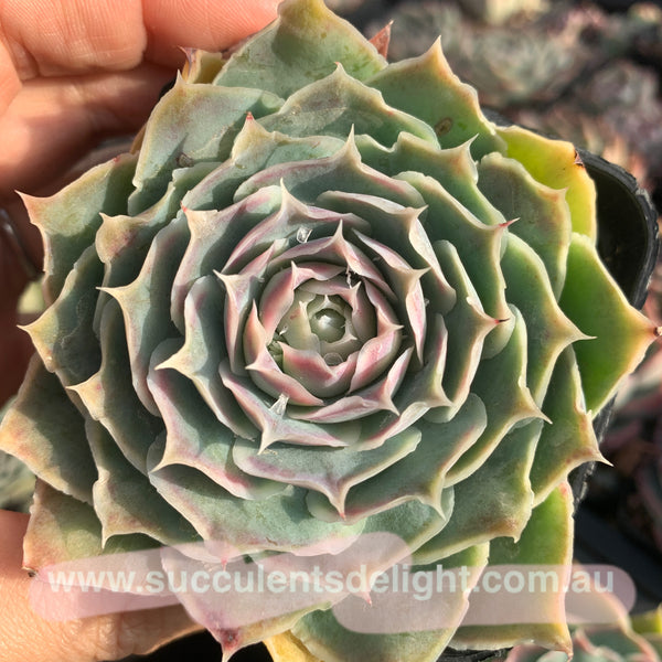 Echeveria Simulans Ascension 蓝丝绒