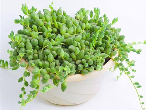 3x cuttings Senecio Rowleyanus ‘String of tears' 情人泪 砍头