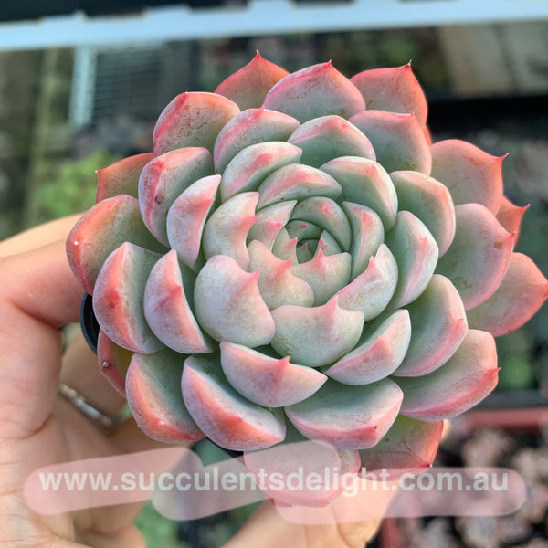 Echeveria Sweet Dream 甜梦