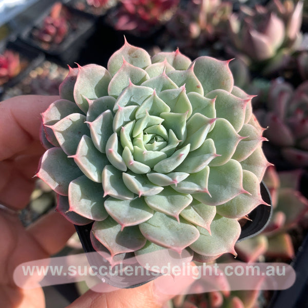 Echeveria Alba Mini hybrid eyelash  长睫毛阿尔巴美妮杂