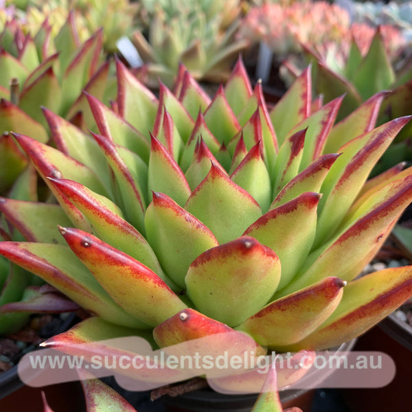 Echeveria Agavoides Lipsticks 口红