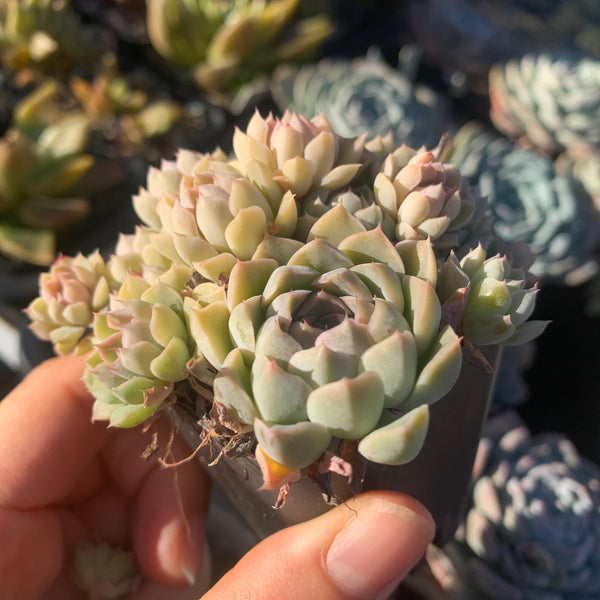 Echeveria halbingeri Mexican Minima 墨西哥姬莲