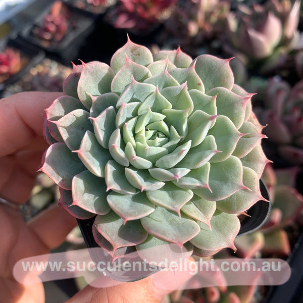 Echeveria Alba Mini hybrid eyelash  长睫毛阿尔巴美妮杂