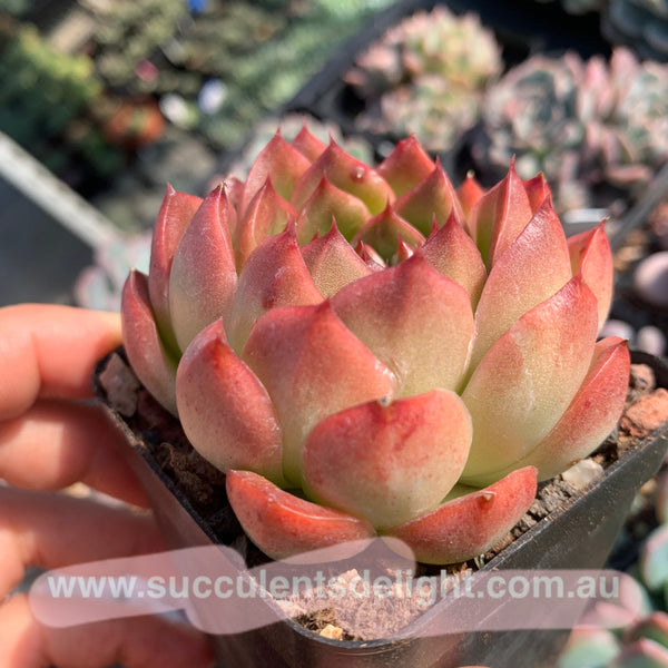 Echeveria Alba Jelly 阿尔巴果冻