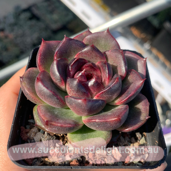Echeveria Fantasy Jade 梦幻翡翠 Succulent Delight New Hybrid