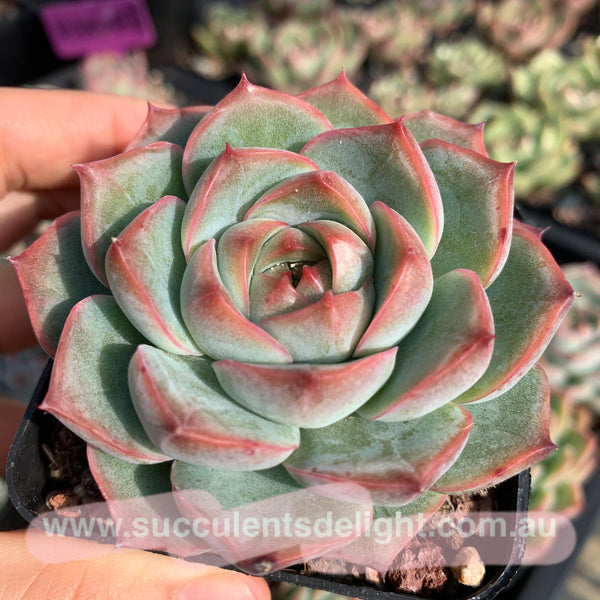 Echeveria Peach Grove 桃林 Succulents Delight New Hybrid