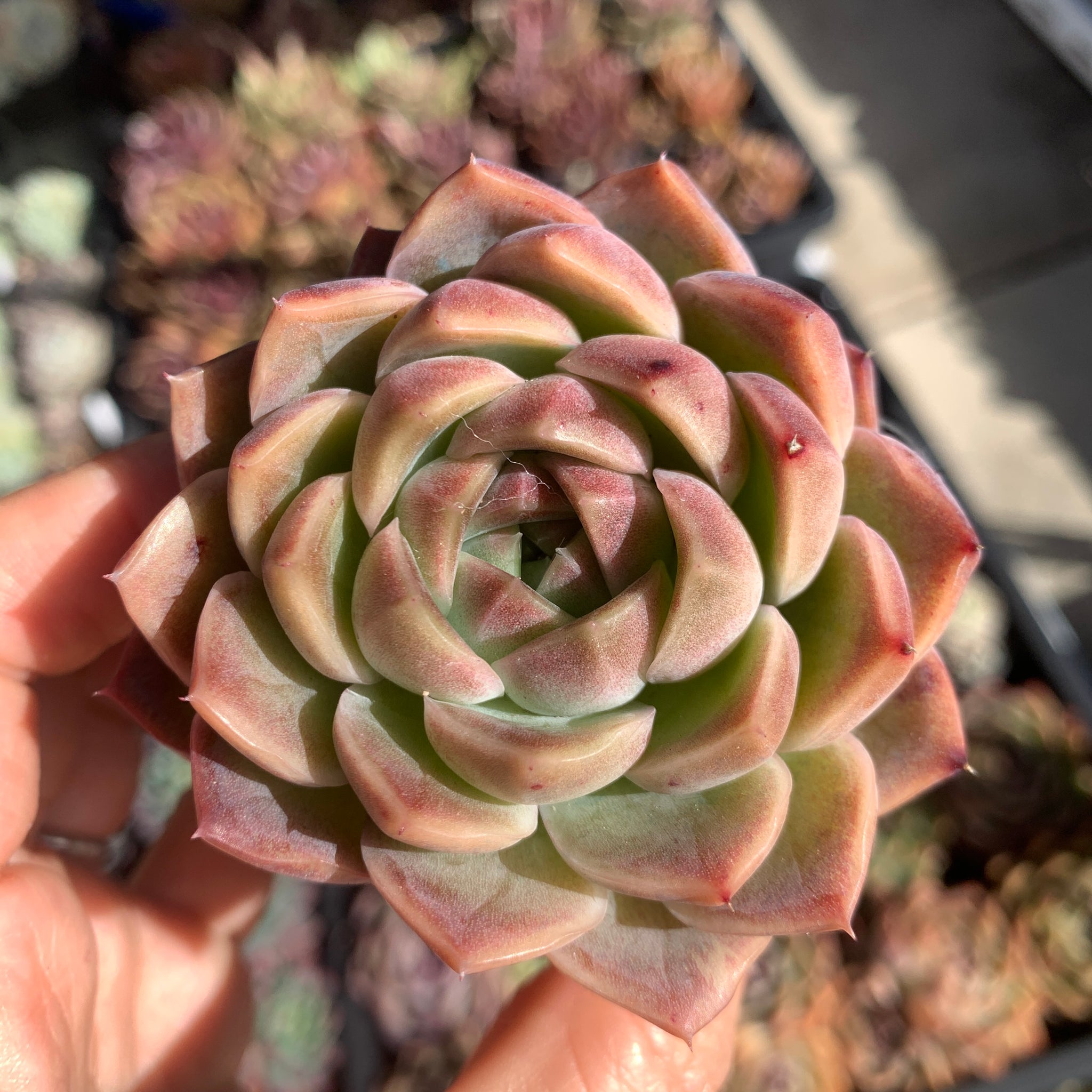 Echeveria Jupiter 木星 Succulents Delight New Hybrid