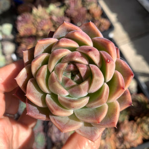 Echeveria Jupiter 木星 Succulents Delight New Hybrid