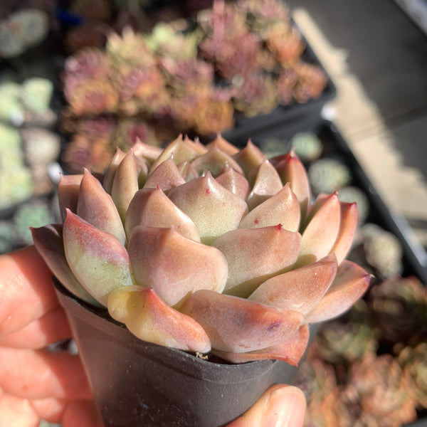 Echeveria Jupiter 木星 Succulents Delight New Hybrid