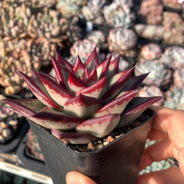 Echeveria Agavoides Ebony (selected) 优选乌木