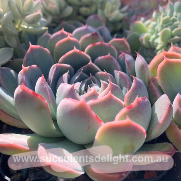 Echeveria Elegans Athena 月影雅典娜