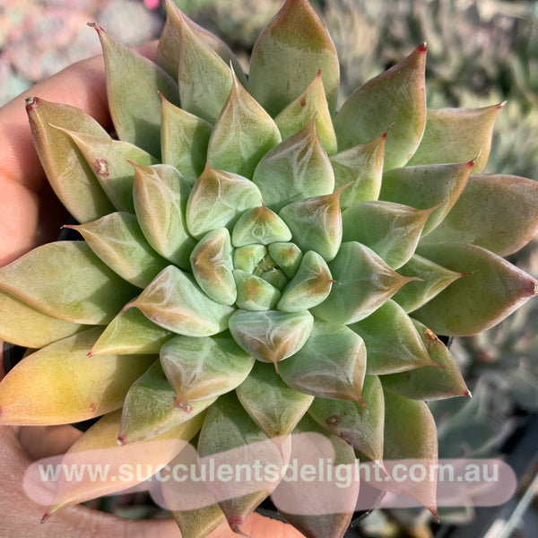 Echeveria Starry Night (with dark lines) 星夜（暗纹系）