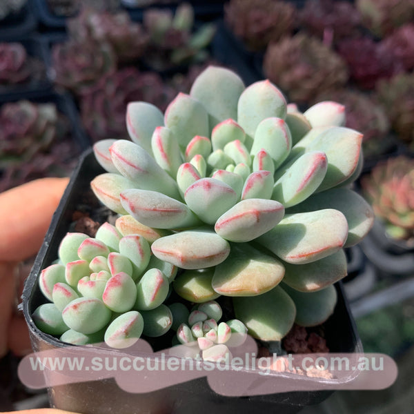 Echeveria meteorites beans 流星粉豆