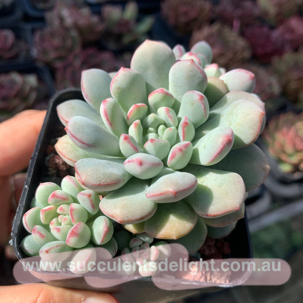 Echeveria meteorites beans 流星粉豆