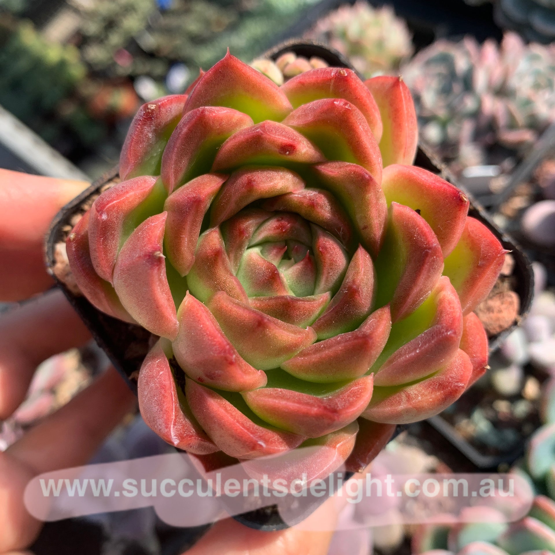 Echeveria Alba Jelly 阿尔巴果冻