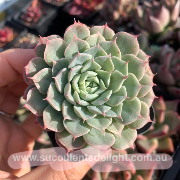 Echeveria Alba Mini hybrid eyelash  长睫毛阿尔巴美妮杂