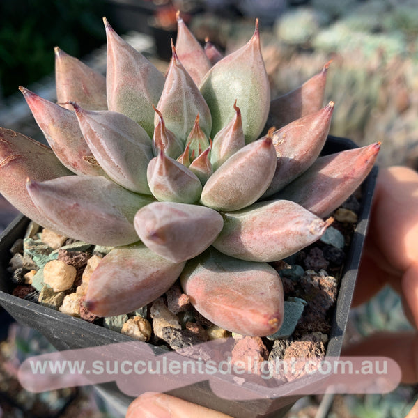 Echeveria Proxima Centauri 比邻星 Succulents Delight New Hybrid