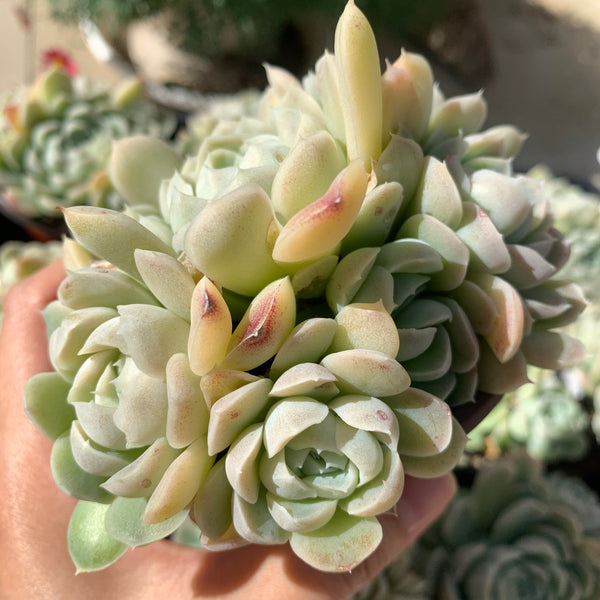 Echeveria Elegans Alba aka White Elegans 阿尔巴白月影