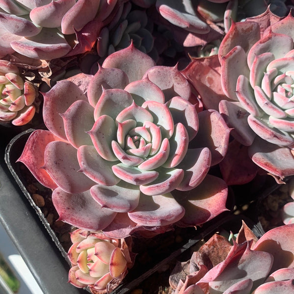 Echeveria Laulensis 劳伦斯