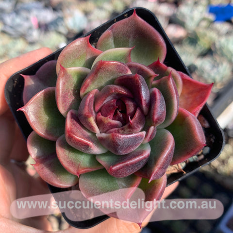 Echeveria Dark Desire 暗之欲望