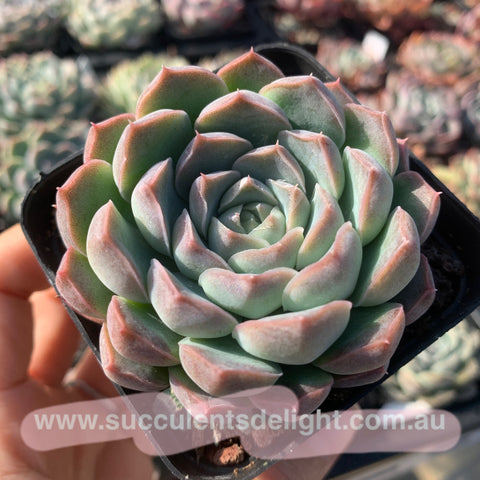 Echeveria Nocturne 夜曲 Succulents Delight 2023 New Hybrid